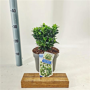 Euonymus Jap Paloma Blanca