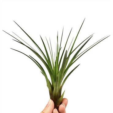 Tillandsia Melanocrater