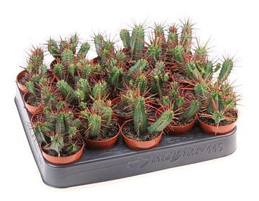 Euphorbia Pentagona