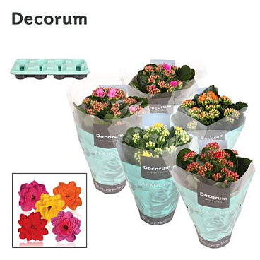 Kal Cal Mix (decorum)