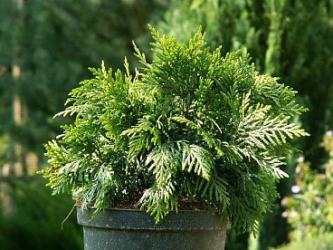 Туя западная Грюн Кугель