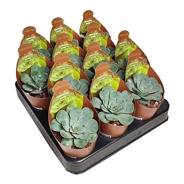 Greenovia Aurea Potcover