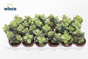 Kalanchoe Thailandi