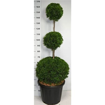 Thuja Occ Smaragd Pon Pon