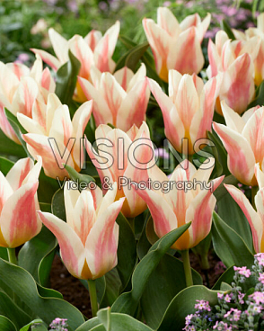 Тюльпан гибрид грейга Квебек