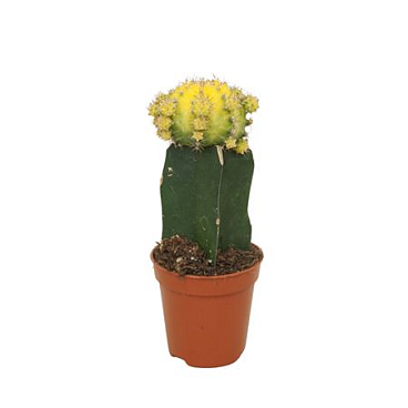 Gymnocalycium Yellow/green