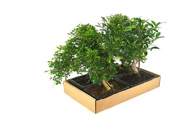 Bonsai Mix 10 Years With Saucer