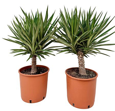 Yucca Elephantipes Elmilia