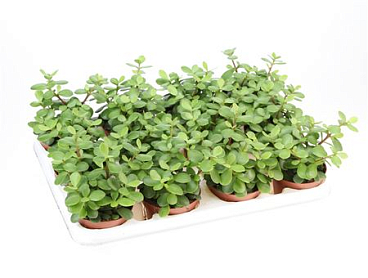 Portulacaria Afra Macrophylla