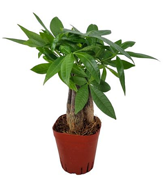 Pachira Aquatica 3stem