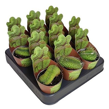 Mammillaria Spinosissima Un Pico Crestata Potcover