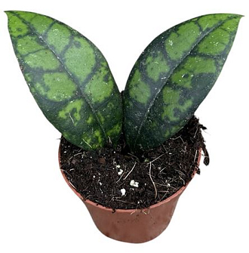 Hoya Black Cat