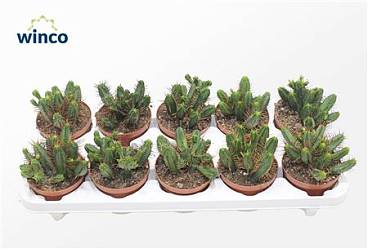 Euphorbia Enopla