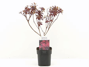 Cotinus Cog Royal Purple