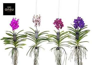 Vanda Blue Mut
