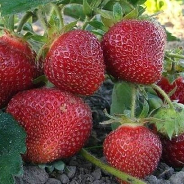 Земляника Гигантелла