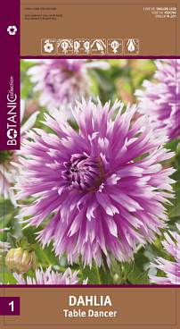 Георгина фимбриата Тейбл Денсер