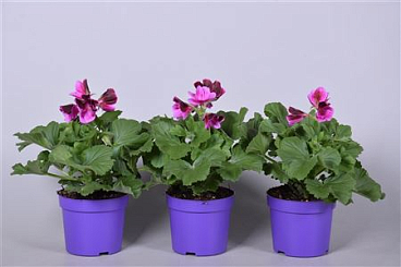 Pelargonium Grandi Purple