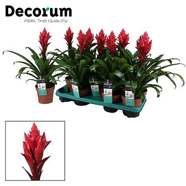 Guzmania Patricia (decorum)