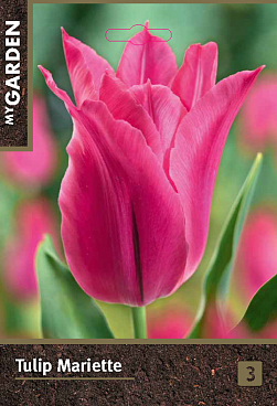 Тюльпан лилиецветный Мариэтт