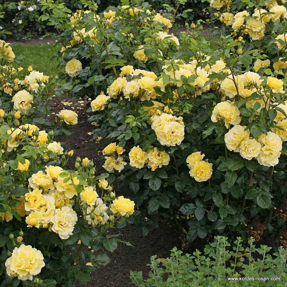 Роза парковая Личткёнигин Люсия