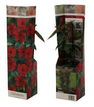 Mandevilla Red