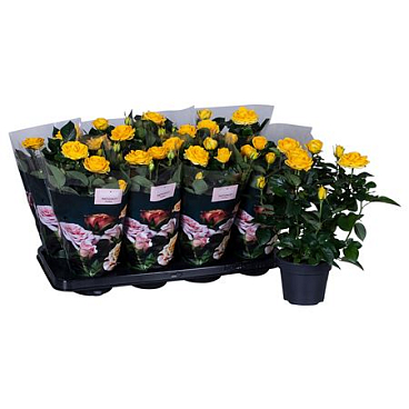 Rosa Patio Yellow
