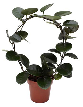 Hoya Australis Bow
