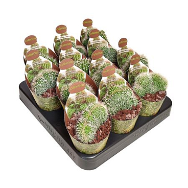 Neobuxbaumia Polylopha Crestata Potcover