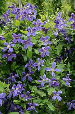 Клематис гибридный Свит Увейв