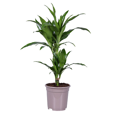 Драцена фрагранс Джанет Крейг 2 ст