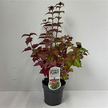 Leycesteria Formosa