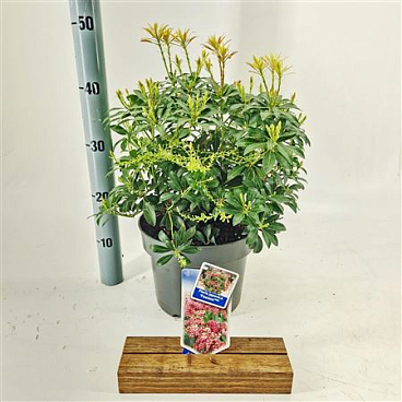 Pieris Jap Passion