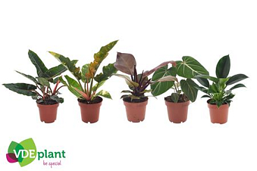 Plant Mix Easy Care Mix