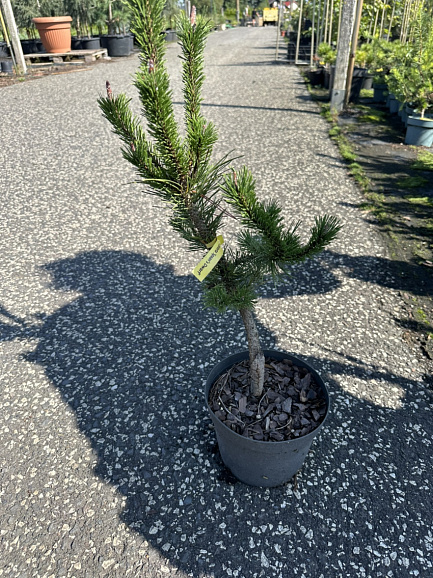 Сосна скрученная Спанс Дварф