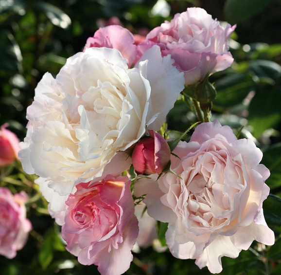 Роза парковая Геркулес