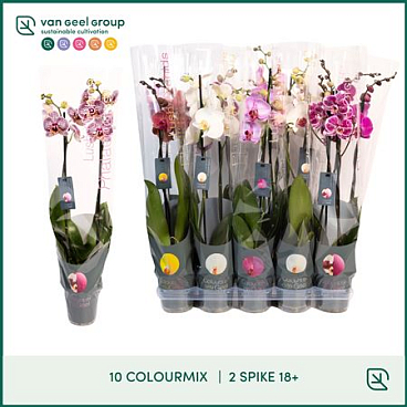 Phal 2st Mix 10 Colours 18+ (van Geel)