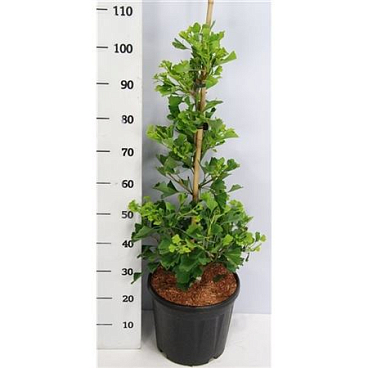 Ginkgo Bil Fastigiata Blagon