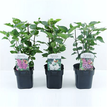 Syringa Vulgaris Mix