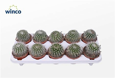 Parodia Sucineus Albispinus