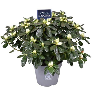 Azalea Madonna White
