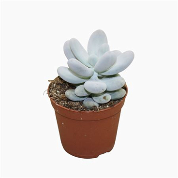 Pachyphytum 8,5 Cm