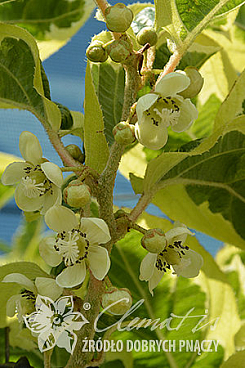 Актинидия острая Хоки Поки