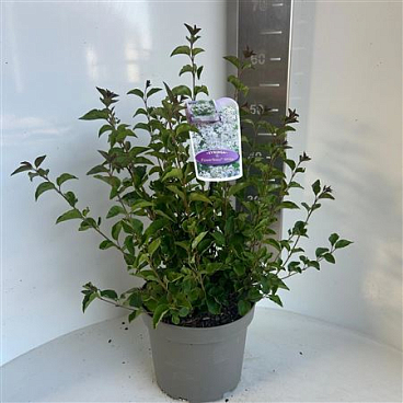 Syringa Meyeri Flowerfesta White
