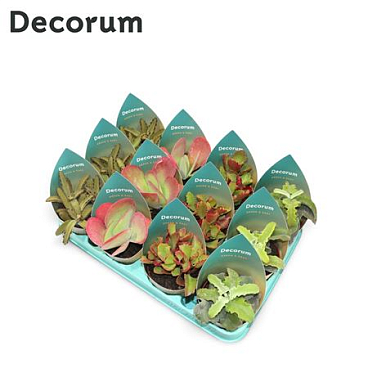 Kalanchoe Mix (4spc.) (dec)