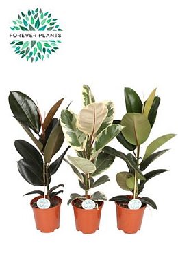 Ficus El Mix 2srt