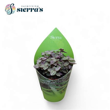 Tradescantia Fluminensis (sierra)