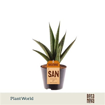 Sansevieria Pineapple