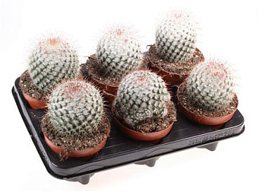 Cactus Mammillaria Bombycina