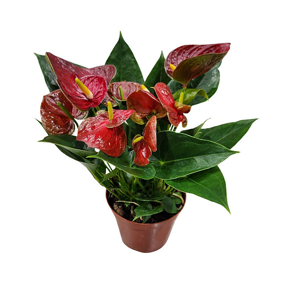 Антуриум андрианум красный